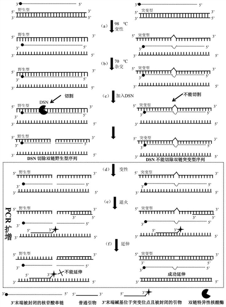 A low-abundance gene mutation enrichment method based on the removal of wild-type sequences