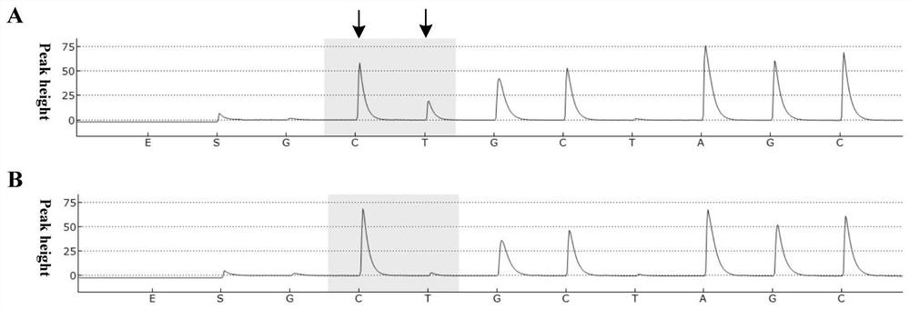 A low-abundance gene mutation enrichment method based on the removal of wild-type sequences