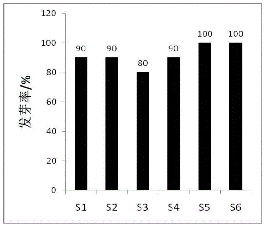 Method for raising seedlings of golden camellia tea in light matrix container