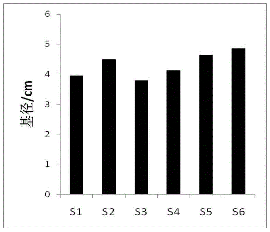 Method for raising seedlings of golden camellia tea in light matrix container