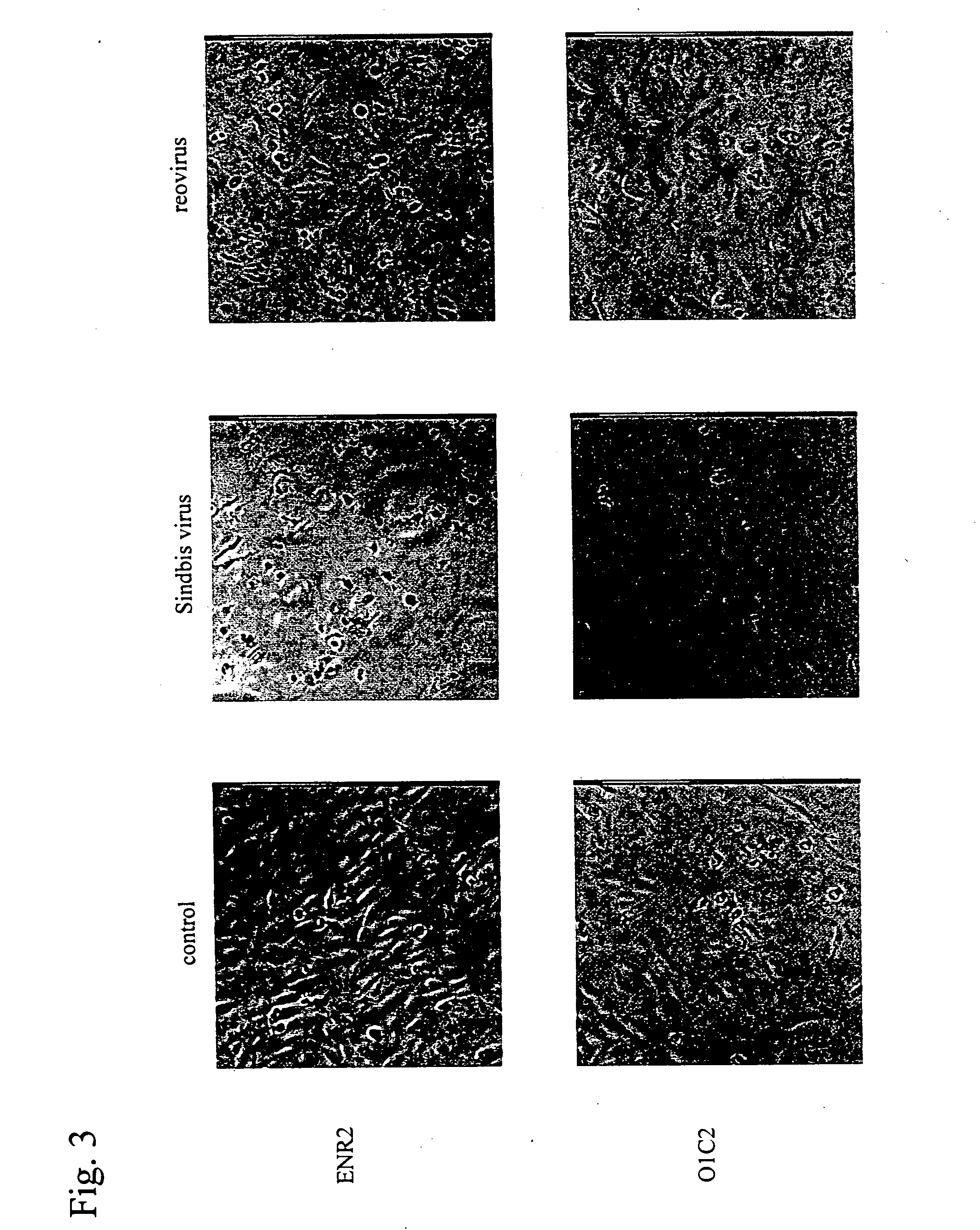 Pharmaceutical composition for treatment of cancers