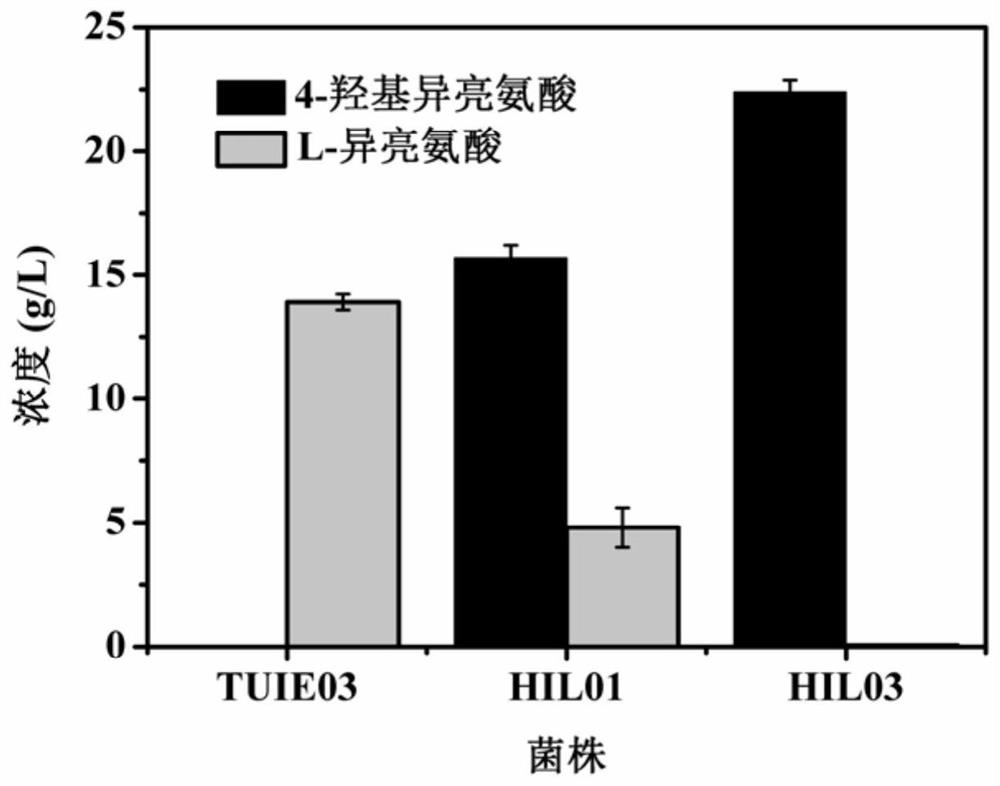 Genetically engineered bacterium for producing 4-hydroxyisoleucine and application of genetically engineered bacterium