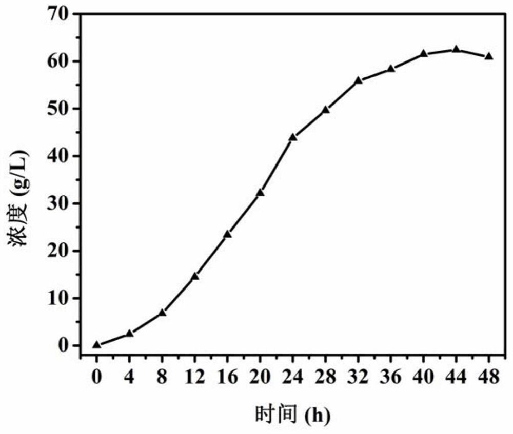 Genetically engineered bacterium for producing 4-hydroxyisoleucine and application of genetically engineered bacterium