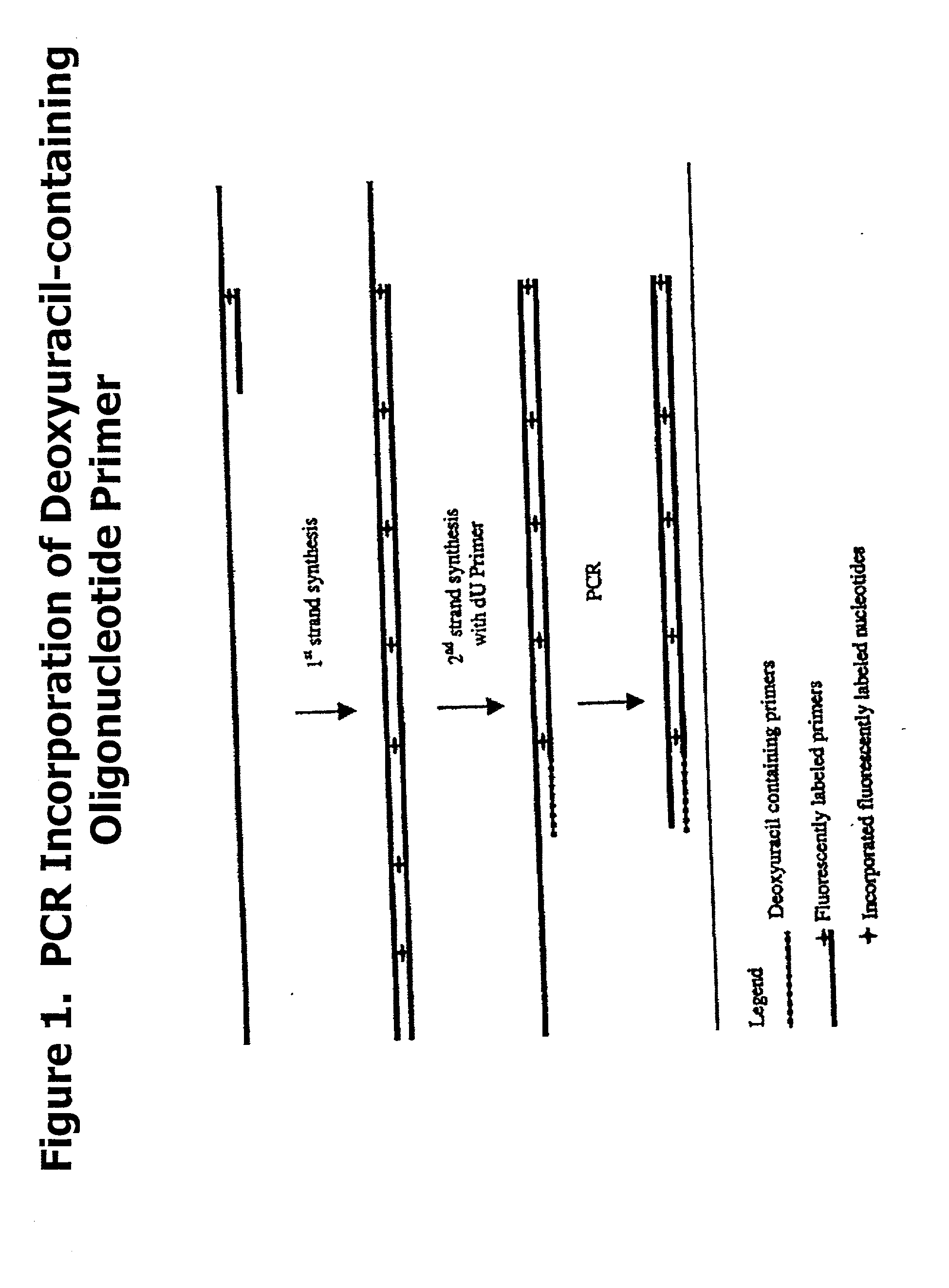 Partially double-stranded nucleic acids, methods of making, and use thereof