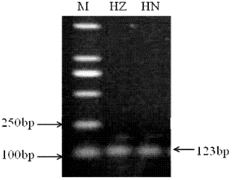 Primers, TaqMan probe and kit used for detecting tomato yellow leaf curl virus