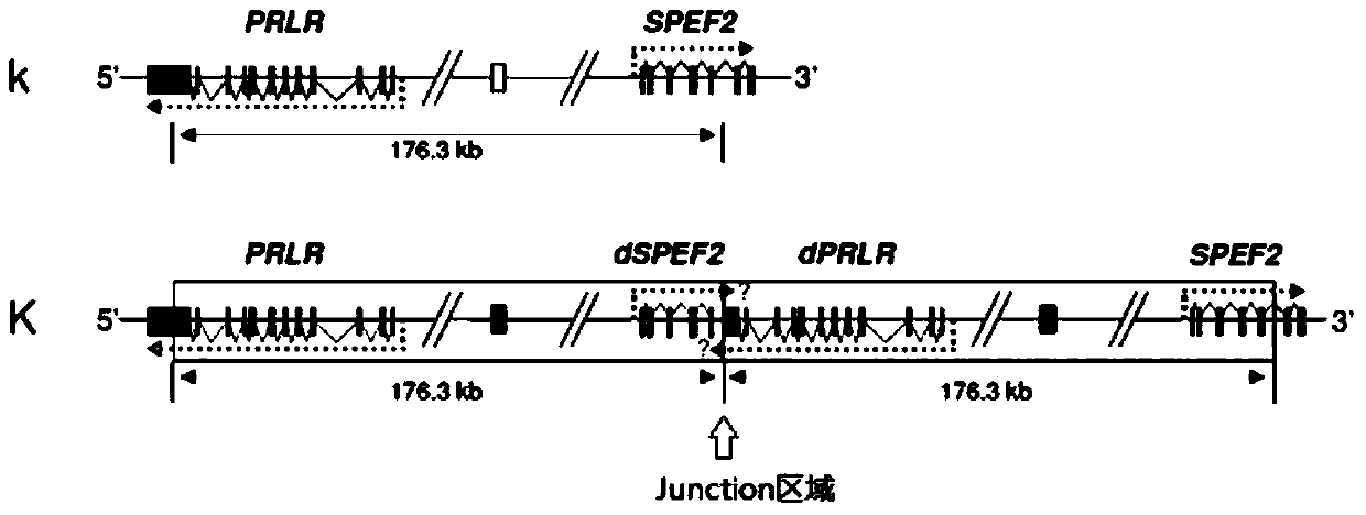 A method and application for quickly establishing the slow feather line of Beijing oil chicken