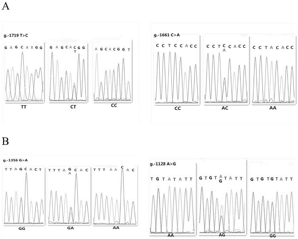 Molecular marker method for two mutation sites of chicken MMP13 gene 5' control region and application of molecular marking method in chicken breeding