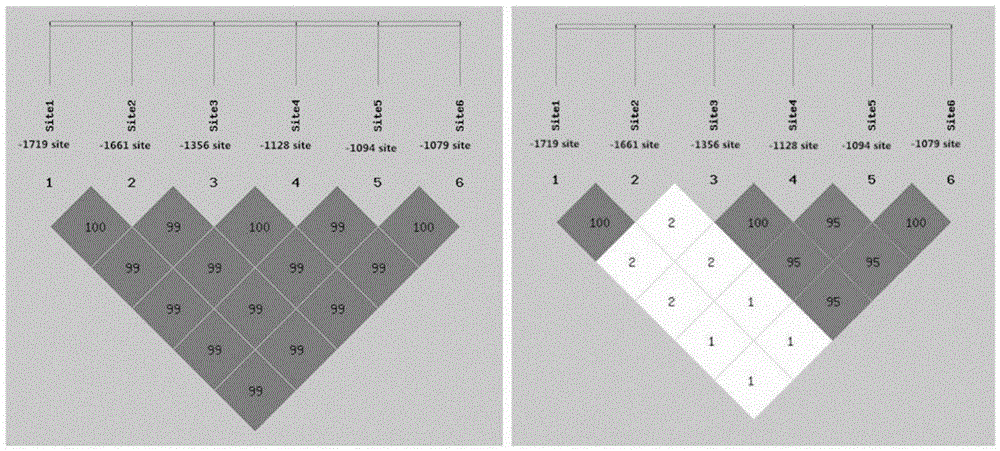 Molecular marker method for two mutation sites of chicken MMP13 gene 5' control region and application of molecular marking method in chicken breeding