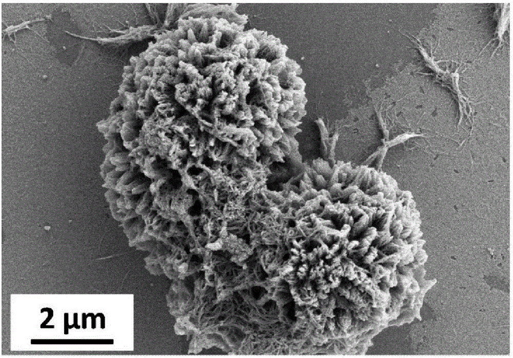 Flower-shaped porous polyaniline nanometer material and preparation method thereof