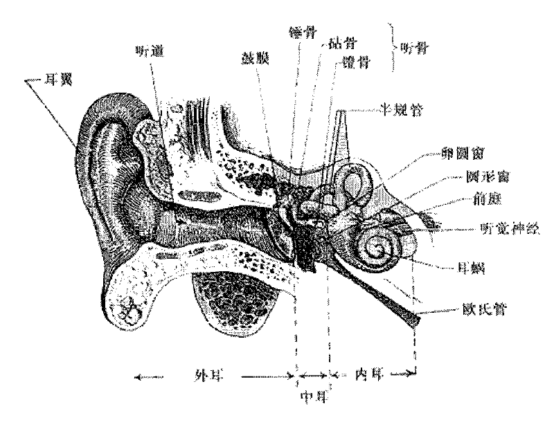 Voice enhancement system