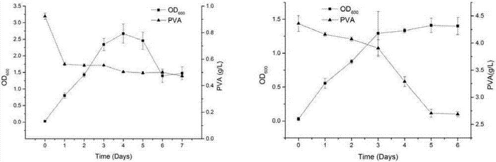 Bacterial strain for generating polyvinyl alcohol degrading enzyme, and polyvinyl alcohol degrading enzyme