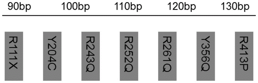 A kind of pku gene detection kit