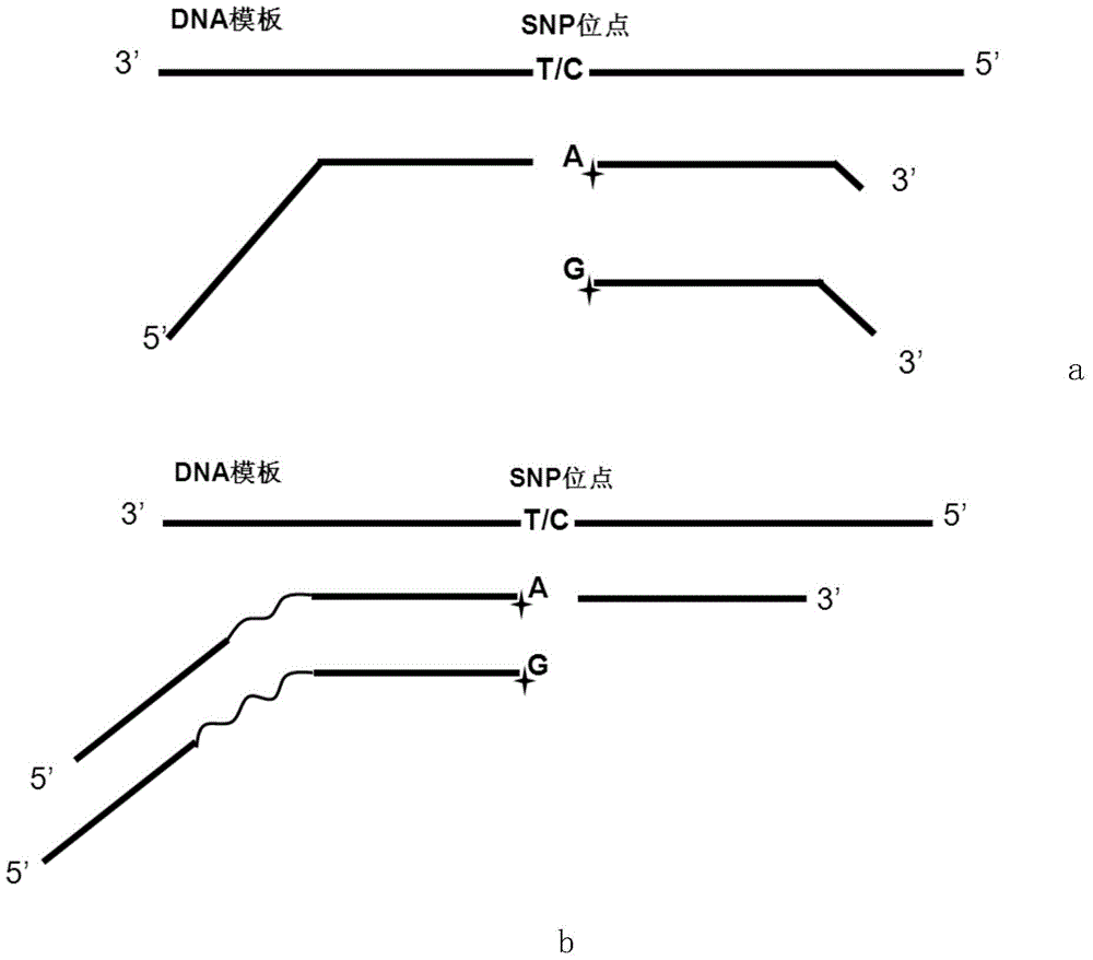 A kind of pku gene detection kit