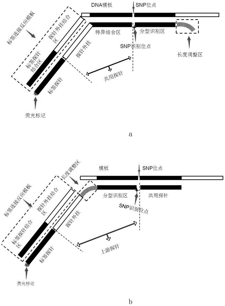 A kind of pku gene detection kit