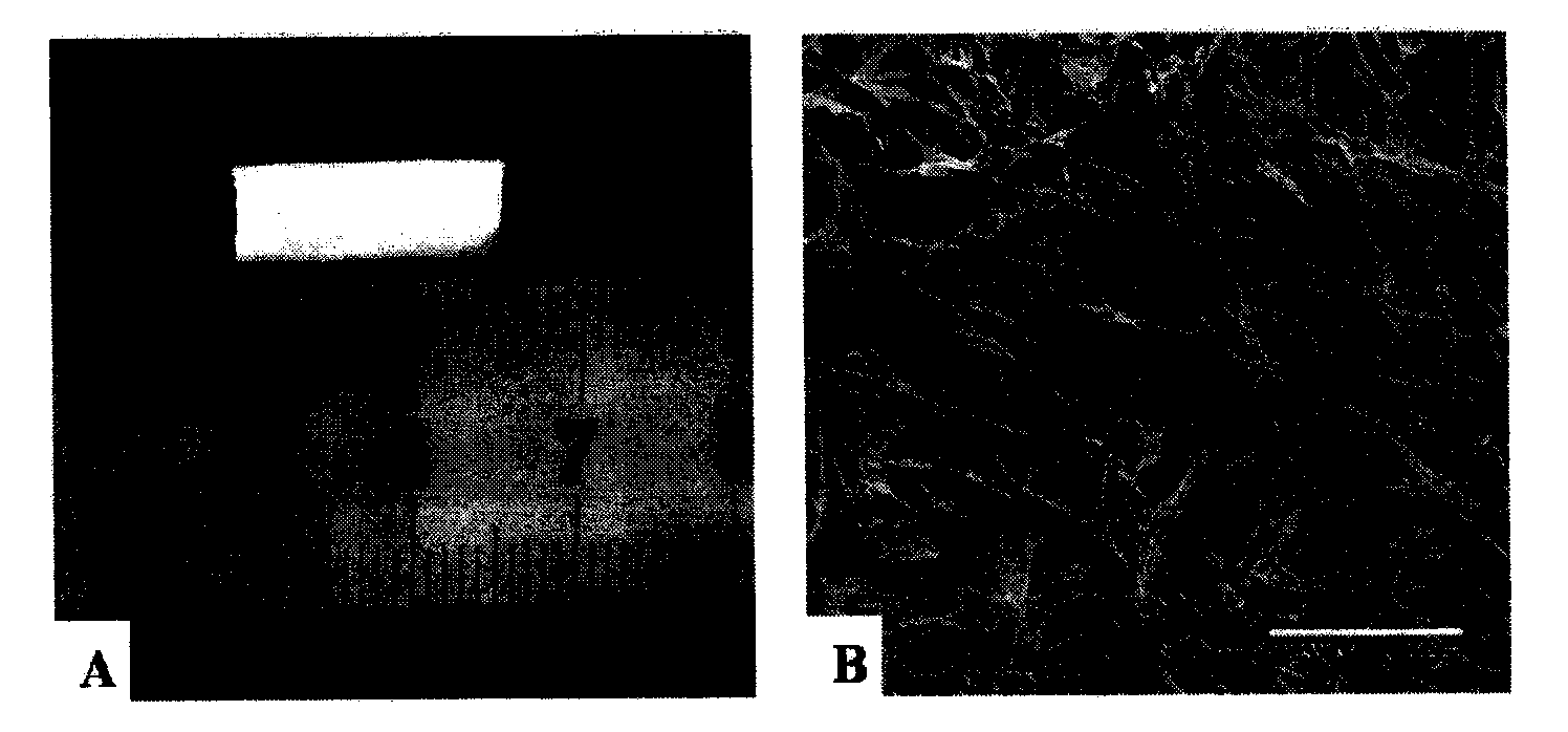 Preparation method and application of collagen scaffold composite bone marrow-derived mesenchymal stem cells (BMSCs)