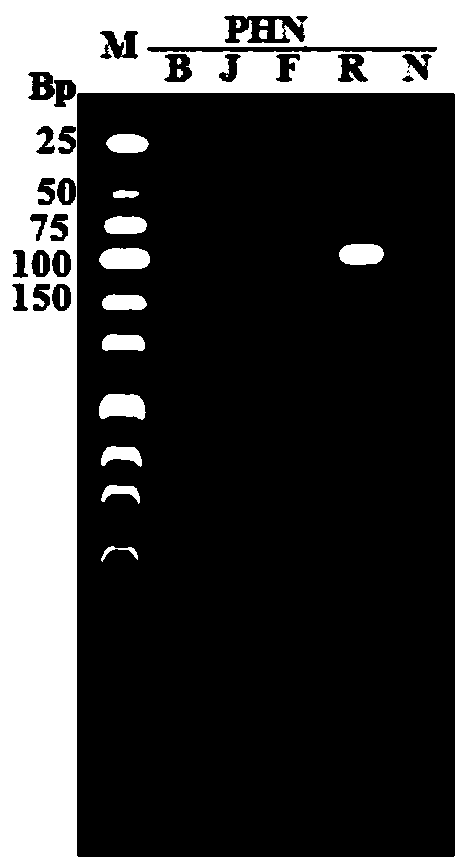 One group of specific primers for identifying leech as well as identification method thereof