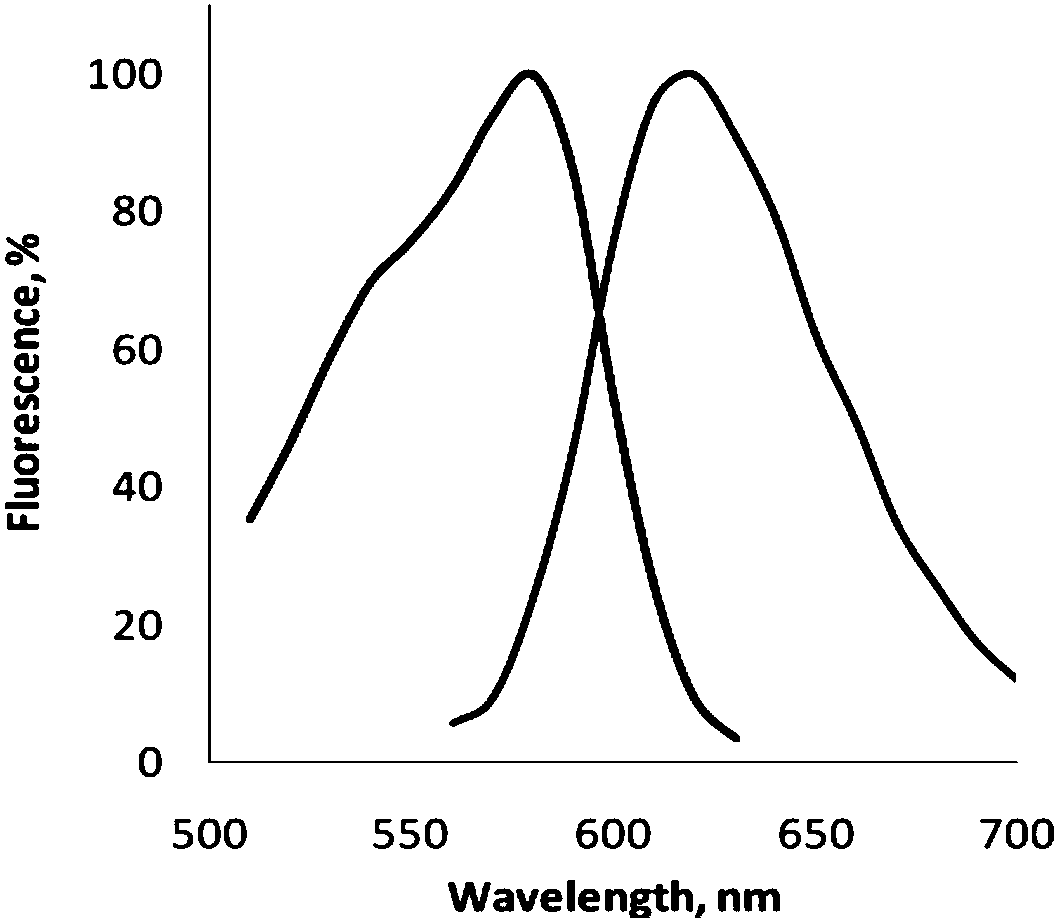 Improved red fluorescin and application thereof