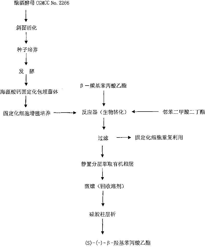 Saccharomyces cerevisiae CGMCC No.2266 and its application in preparation of (S)-(-)- beta-hydroxyphenyl propionic acid ethyl