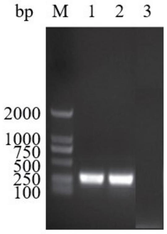 A kind of ELISA kit for detecting Salmonella antibody and its detection method and application