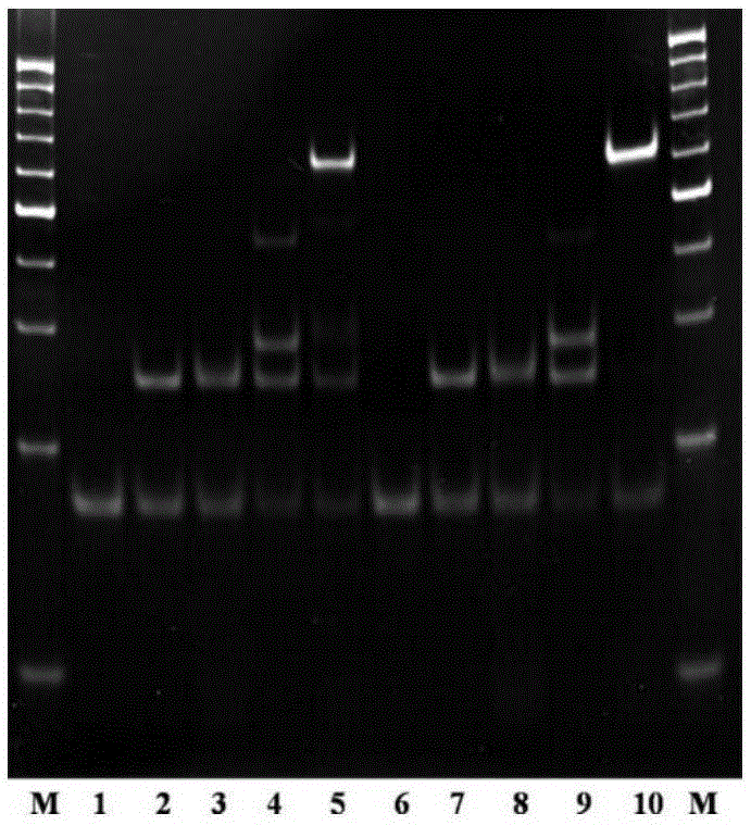 Cytokine multiple detection method based on dual coding and monomolecular counting