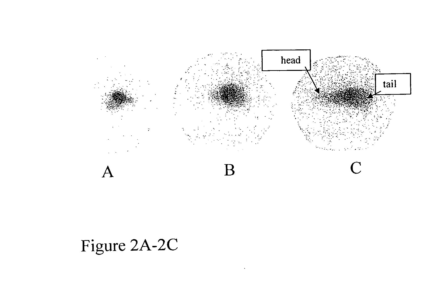 Radiolabeled antibodies and peptides for treatment of tumors