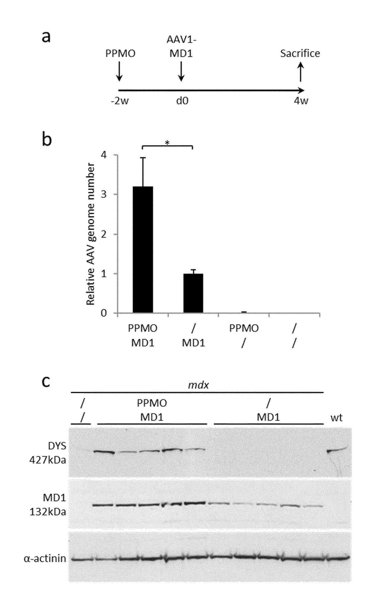 Combined therapy for duchenne muscular dystrophy