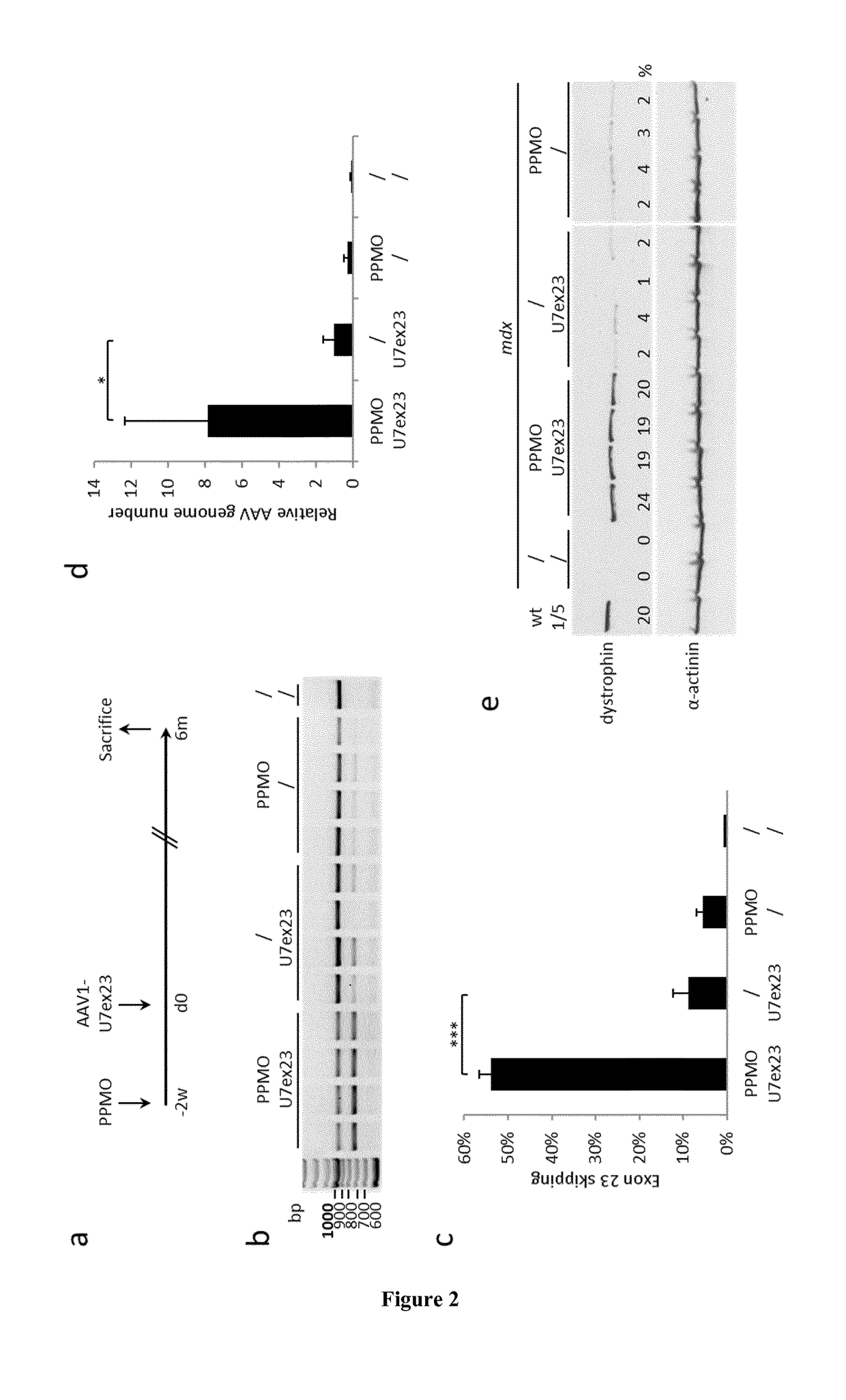 Combined therapy for duchenne muscular dystrophy