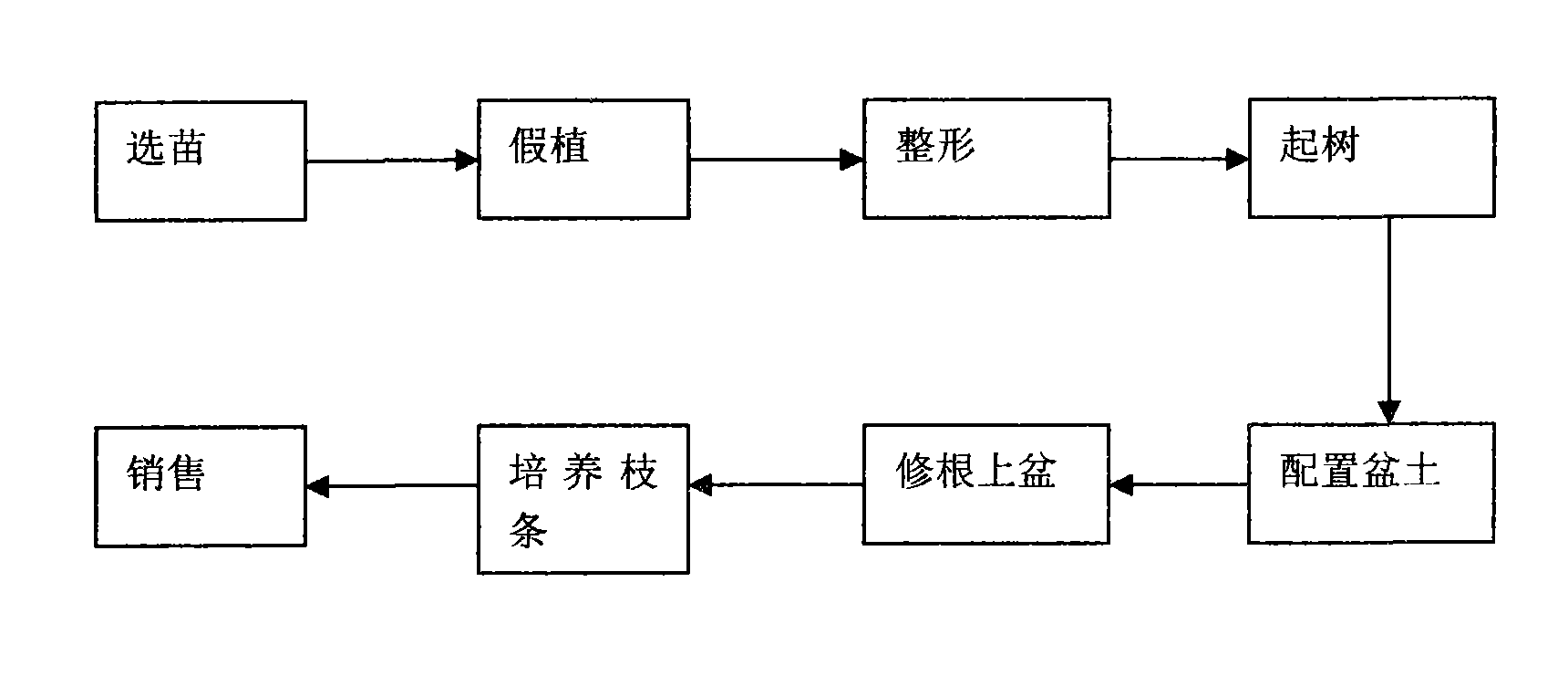 Method for cultivating potted cover persimmon tree