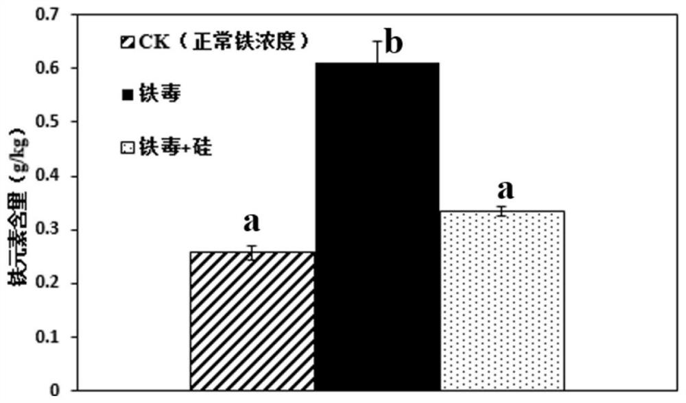 Ginseng PgbHLH149 transcription factor and application thereof