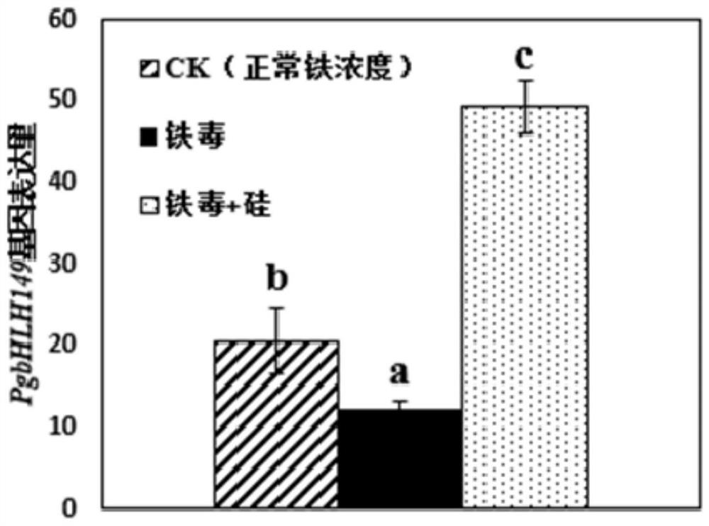 Ginseng PgbHLH149 transcription factor and application thereof