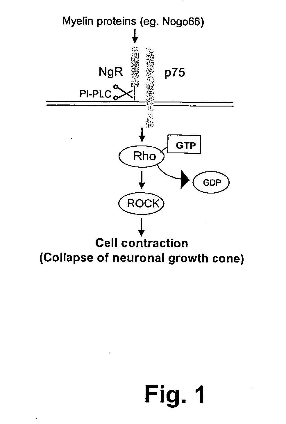 Cellular RhoGTPase activation assay