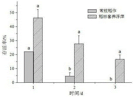 Method for interplanting duckweed in rice field to reduce damages to paddy rice caused by ampullaria gigas