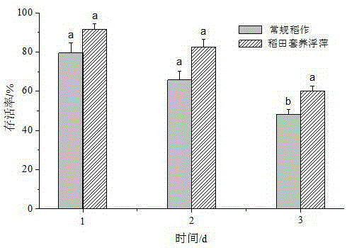 Method for interplanting duckweed in rice field to reduce damages to paddy rice caused by ampullaria gigas