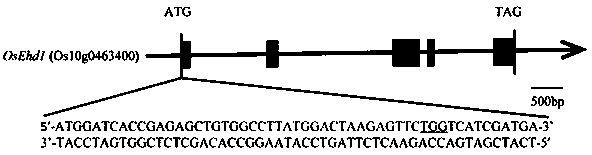 Method for breeding long-growth period japonica rice varieties by editing rice Ehd1 gene