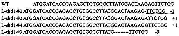 Method for breeding long-growth period japonica rice varieties by editing rice Ehd1 gene