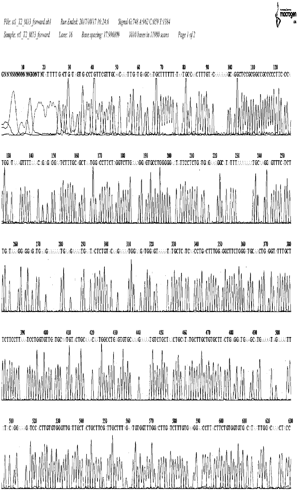 Method for obtaining immortalized cell strain through transfection by lentiviral vector mediated SV40 T antigen