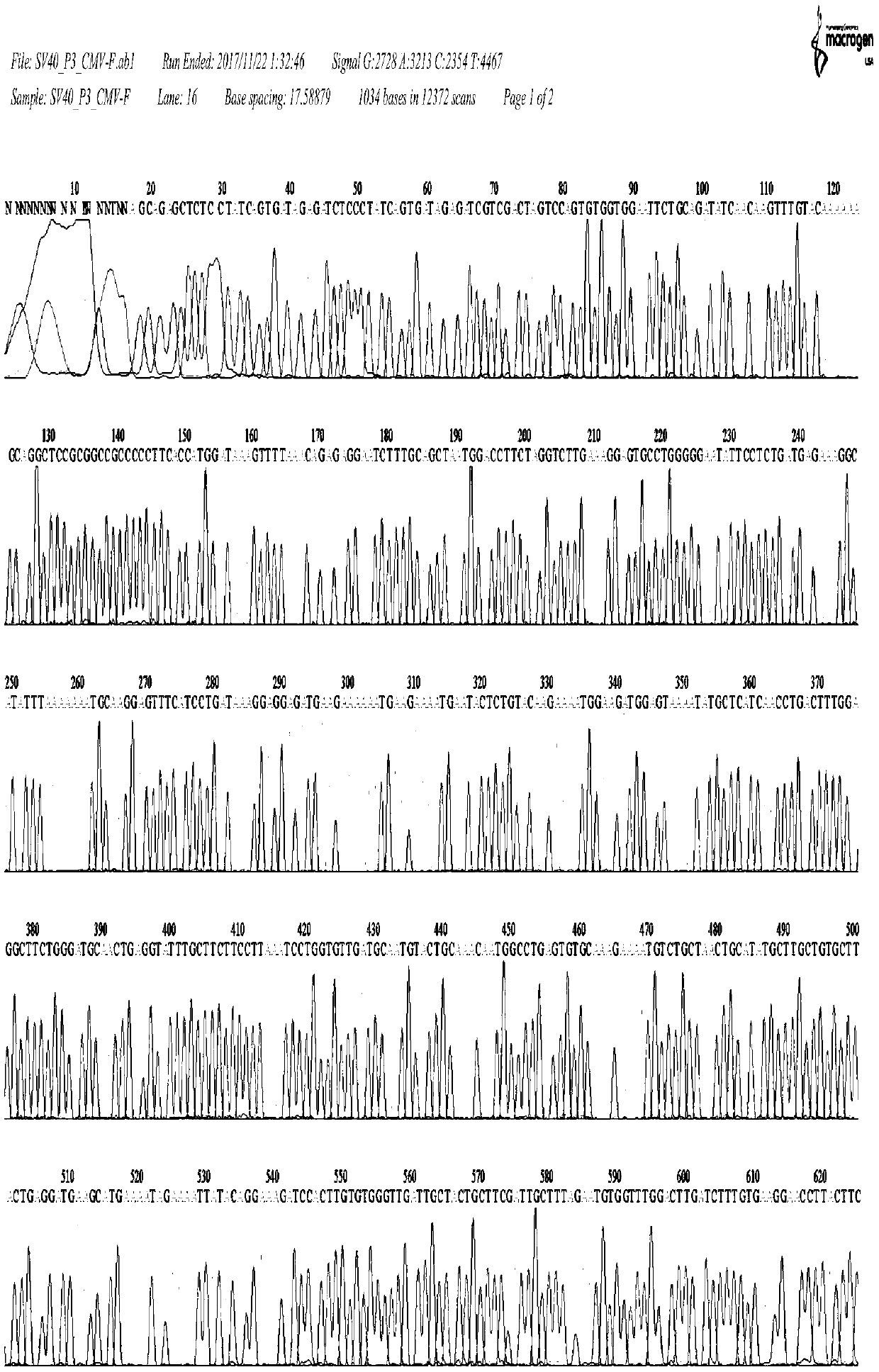 Method for obtaining immortalized cell strain through transfection by lentiviral vector mediated SV40 T antigen