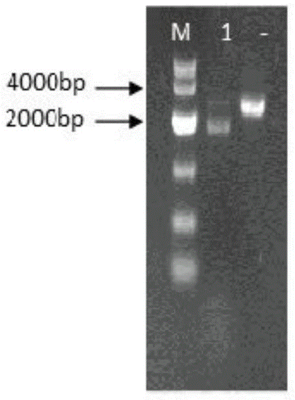 Method for improving acid stress resistance of candida glabrata