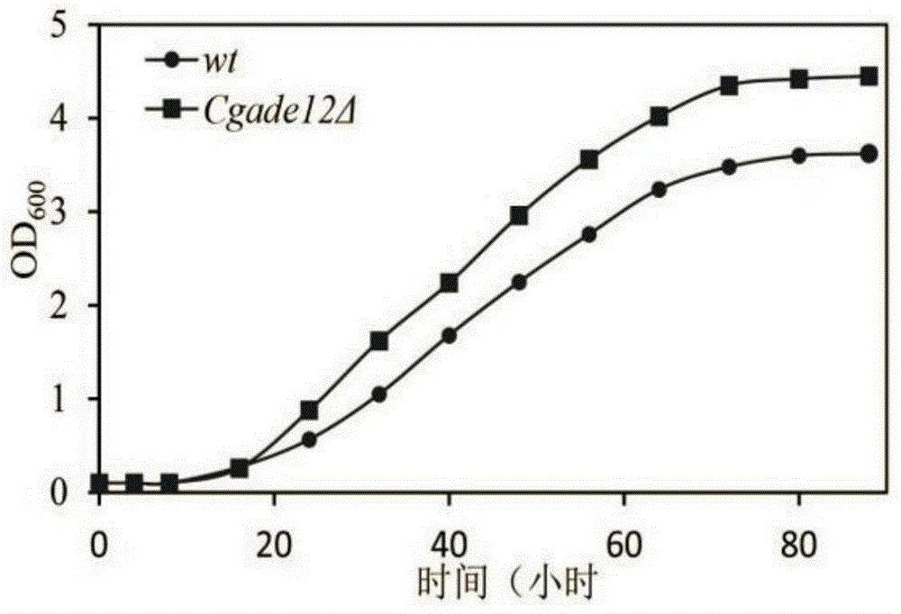 Method for improving acid stress resistance of candida glabrata