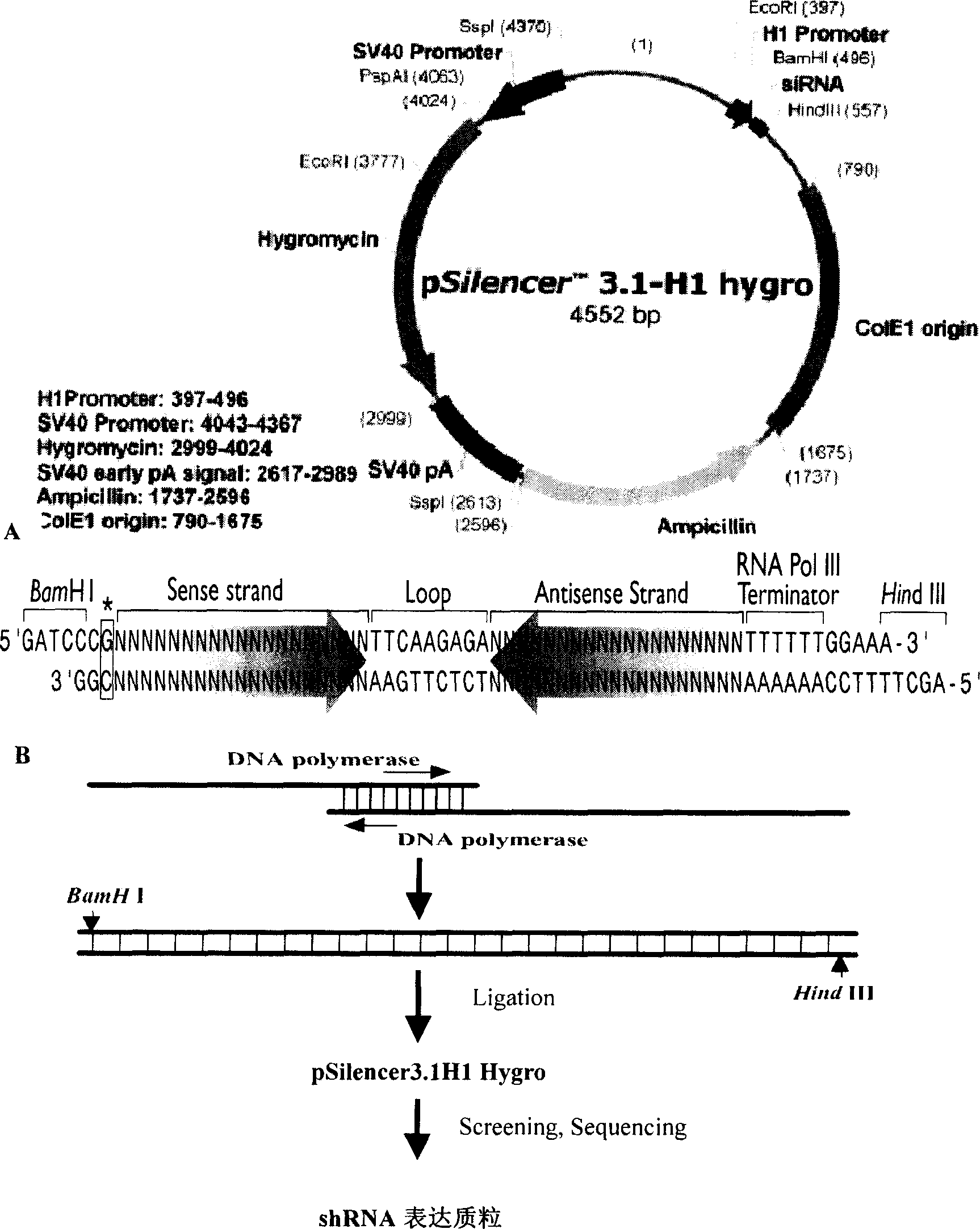 RNA interference method for specificly and high effectively treating CSFV infection and biological formulation