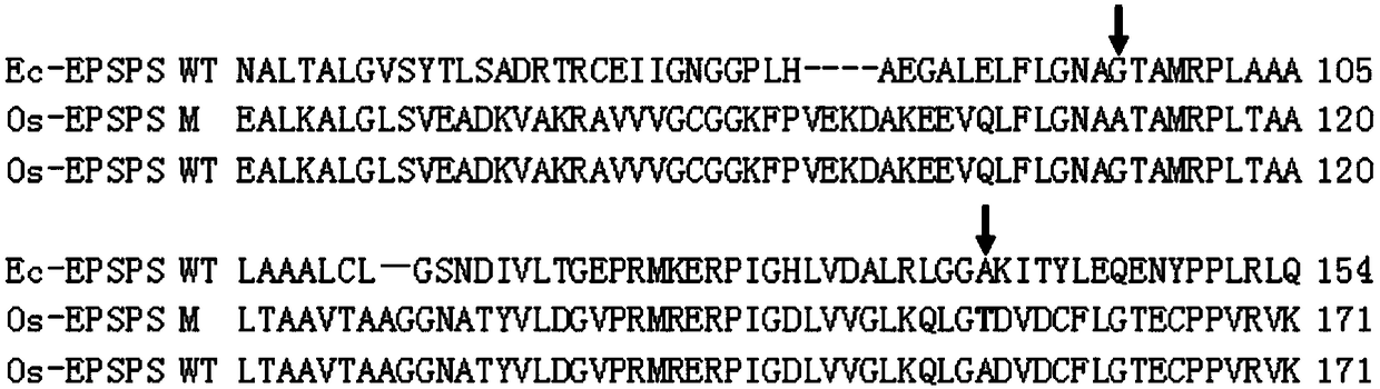 Plant EPSPS mutant with A138T mutation, and coding gene and application of mutant