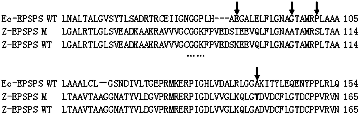 Plant EPSPS mutant with A138T mutation, and coding gene and application of mutant