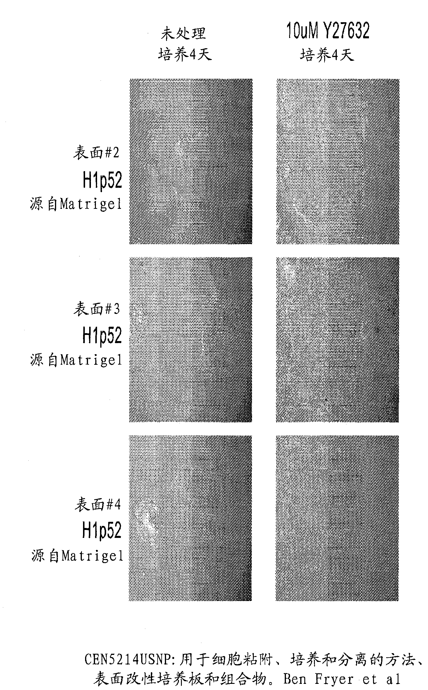 Methods, surface modified plates and compositions for cell attachment, cultivation and detachment