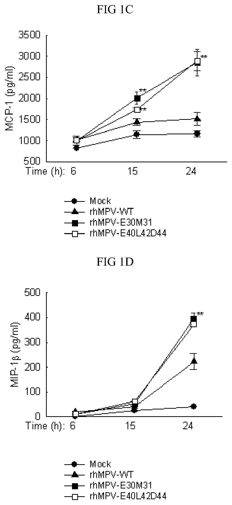 Live attenuated recombinant HMPV with mutations in PDZ motifs of M2-2 protein, vaccine containing and use thereof