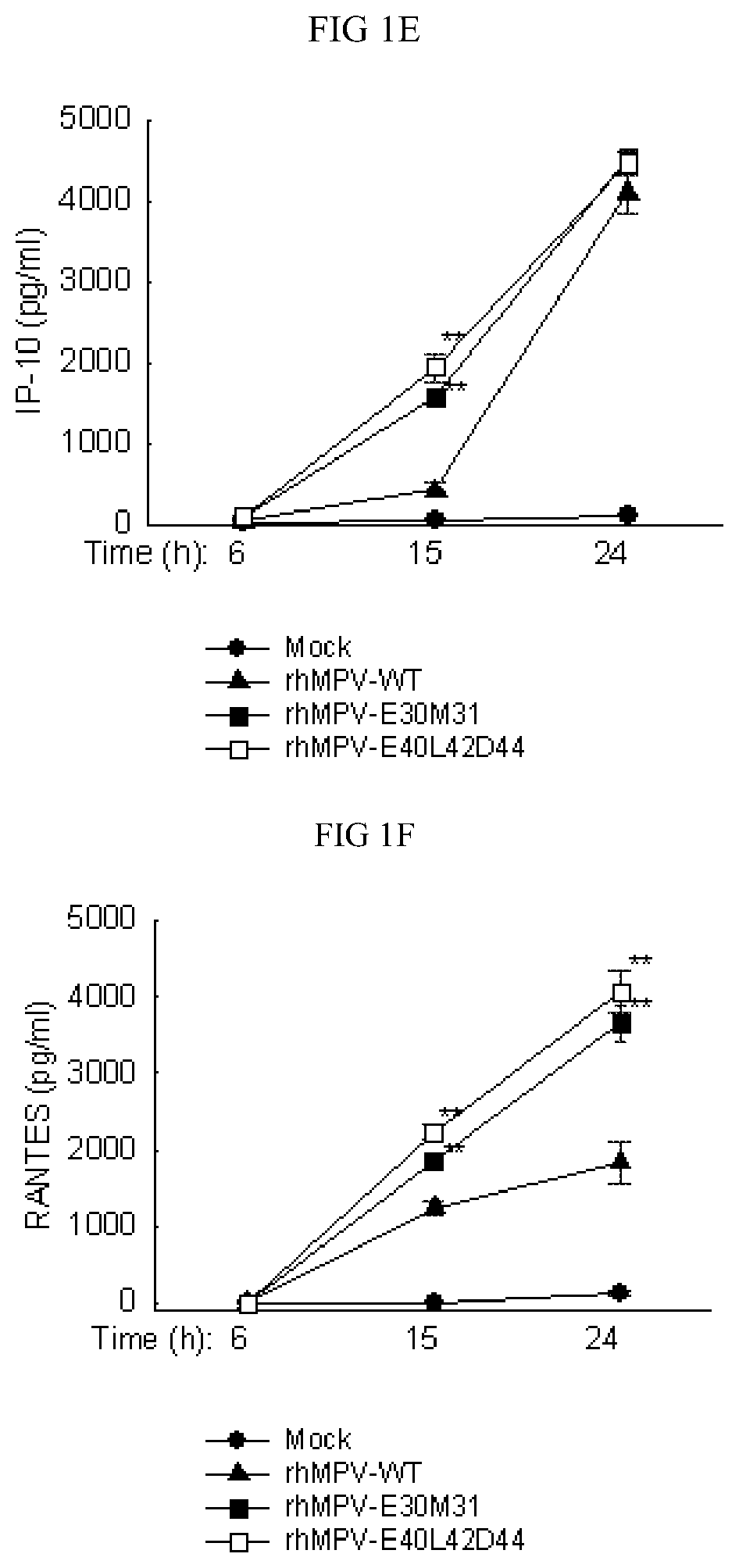 Live attenuated recombinant HMPV with mutations in PDZ motifs of M2-2 protein, vaccine containing and use thereof