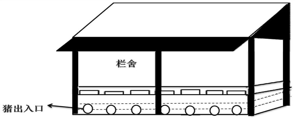 A breeding method capable of improving the quality of Wuzhishan pork