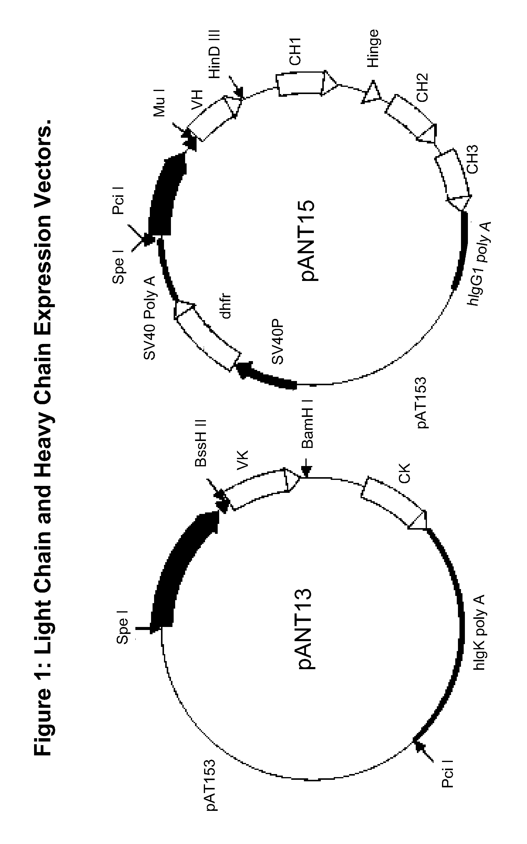 Anti-amyloid beta antibodies conjugated to sialic acid-containing molecules