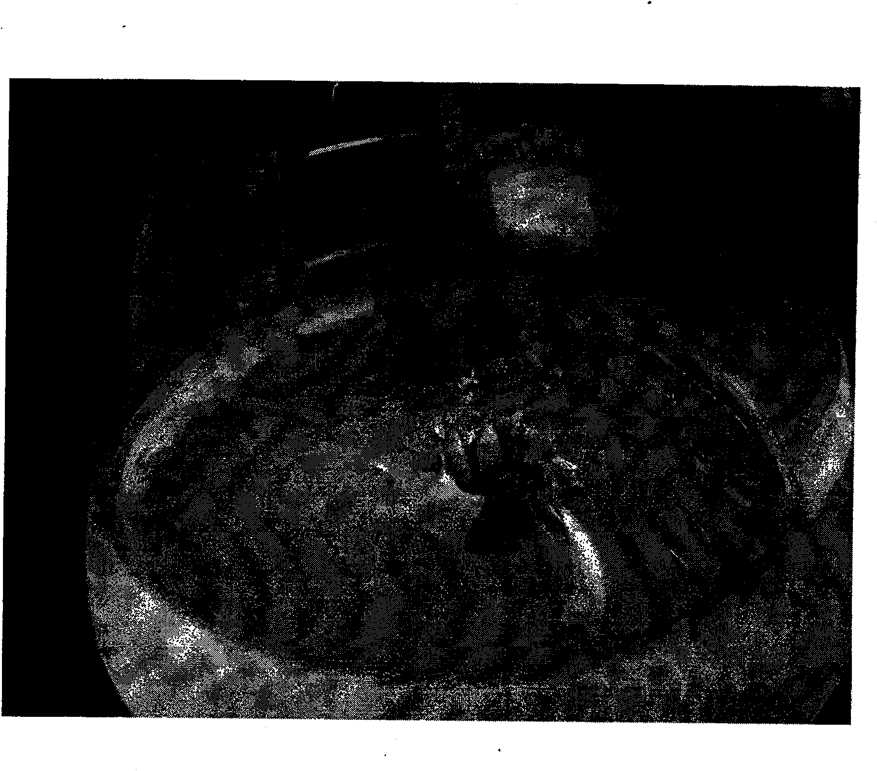 A method for rapid evoking adventive bud panax ginseng stem segment