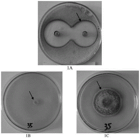 Cynanchum atratum extract as well as preparation method and application thereof