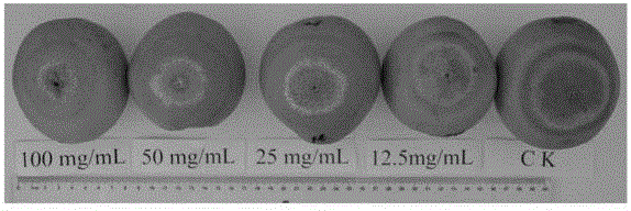 Cynanchum atratum extract as well as preparation method and application thereof